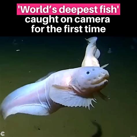 depth of fish|‘World’s Deepest Fish’ Caught on Camera for the First .